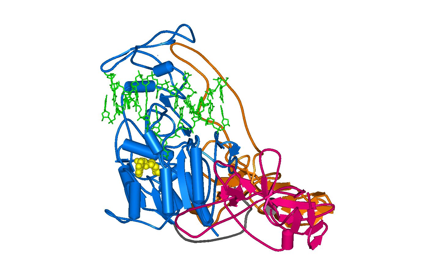 Struktur der DNMT1 an DNA gebunden