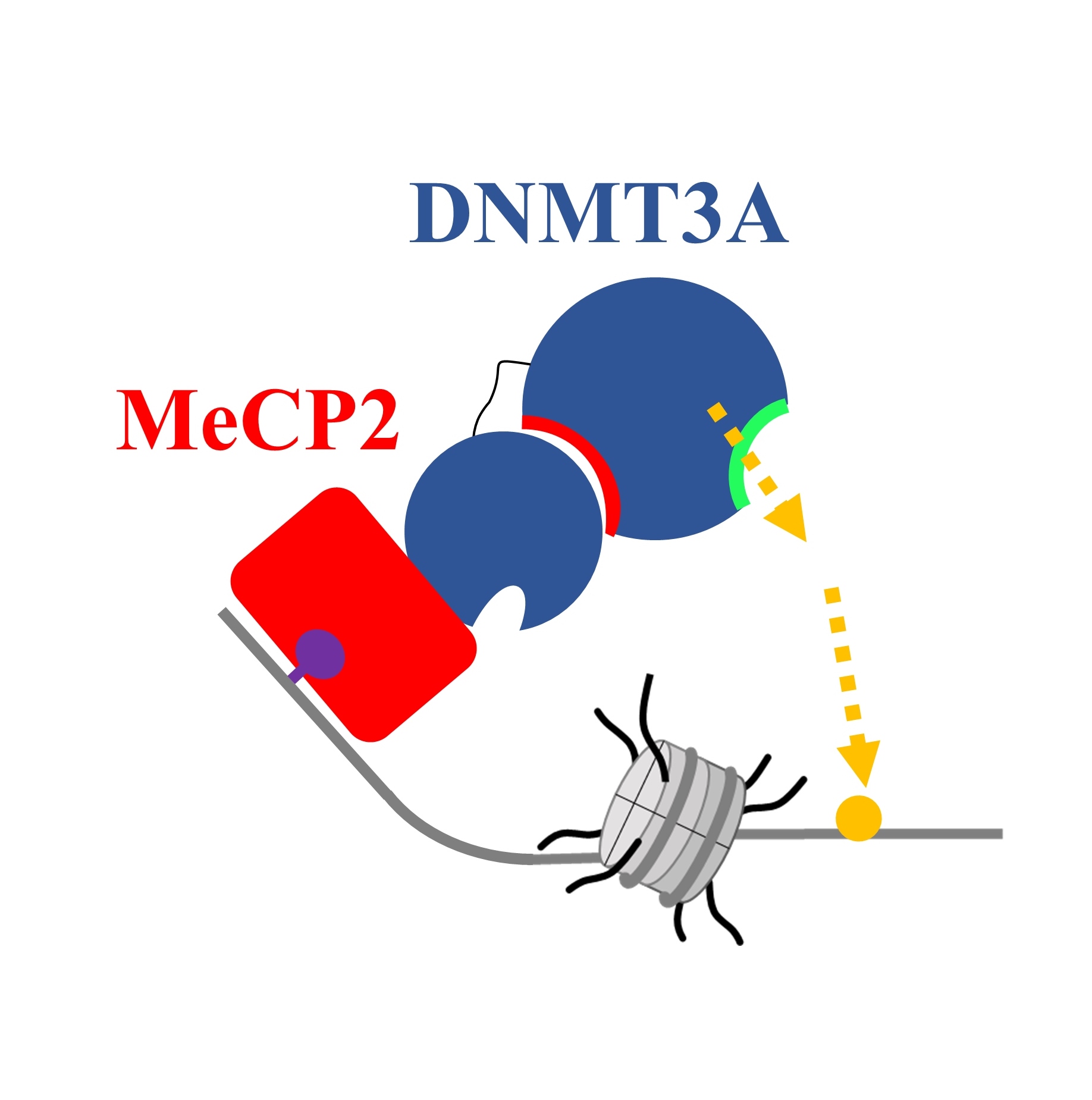 Schema der Interaktion von DNMT3A und MeCP2