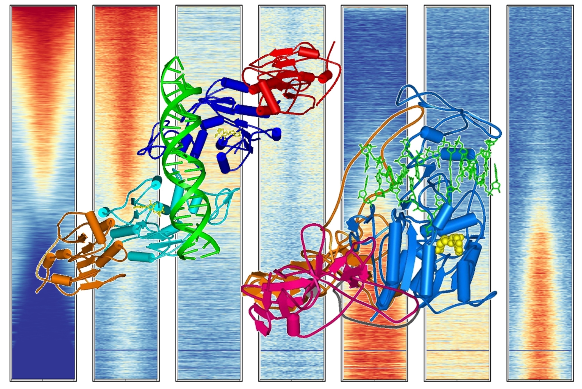 DNA Methyltransferasen, DNA Methylierung und Chromatin Modifikationen