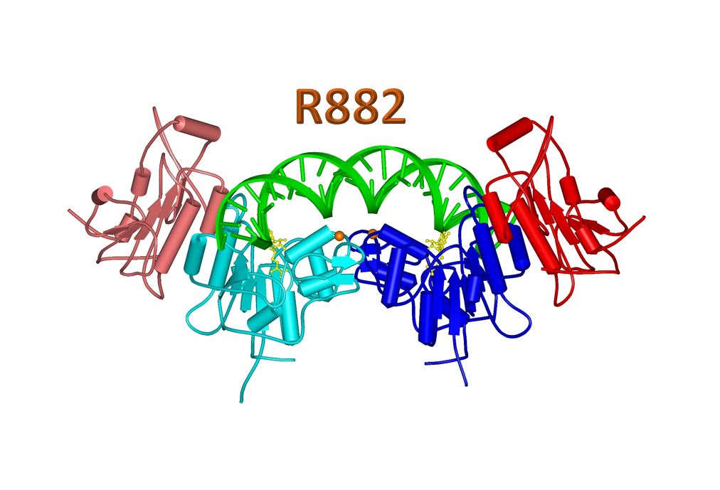 Struktur der DNMT3A DNA Methyltransferase