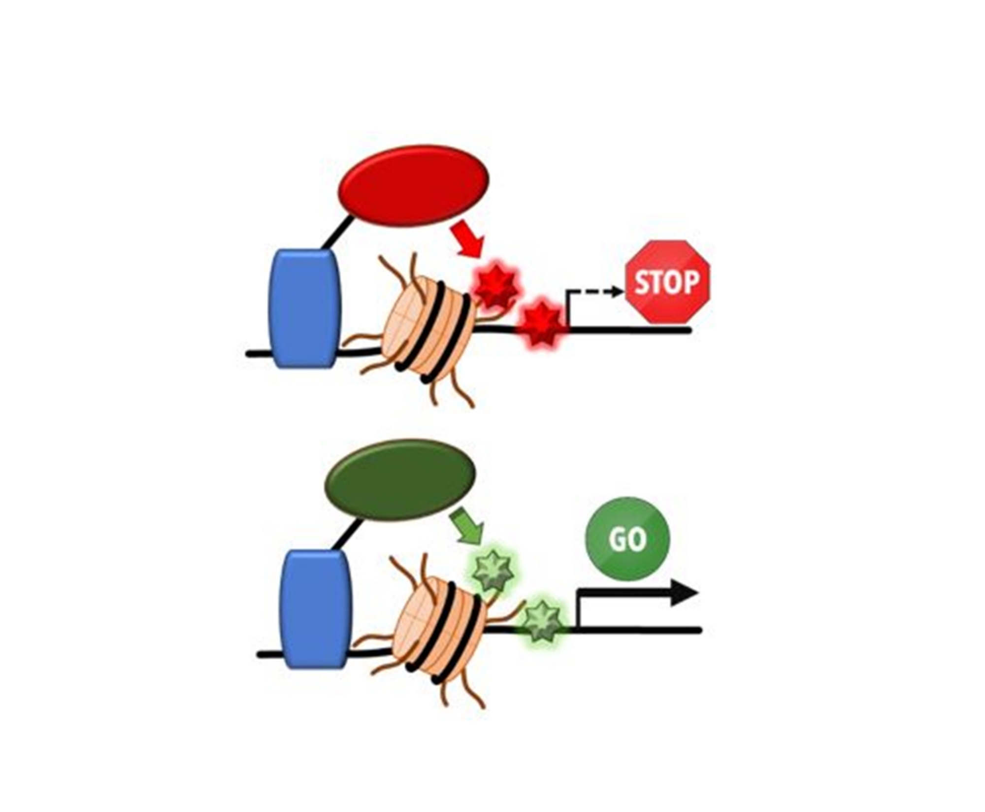 Scheme of  epigenome editing by EpiEditors
