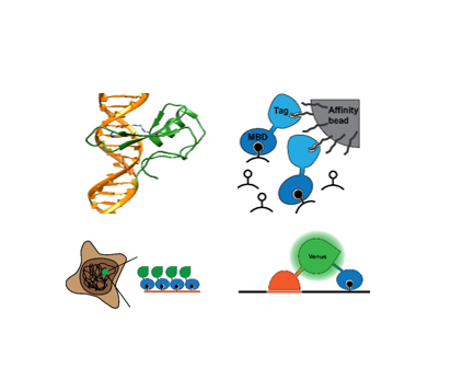Biotechnologische Anwendungen von MBD Proteinen