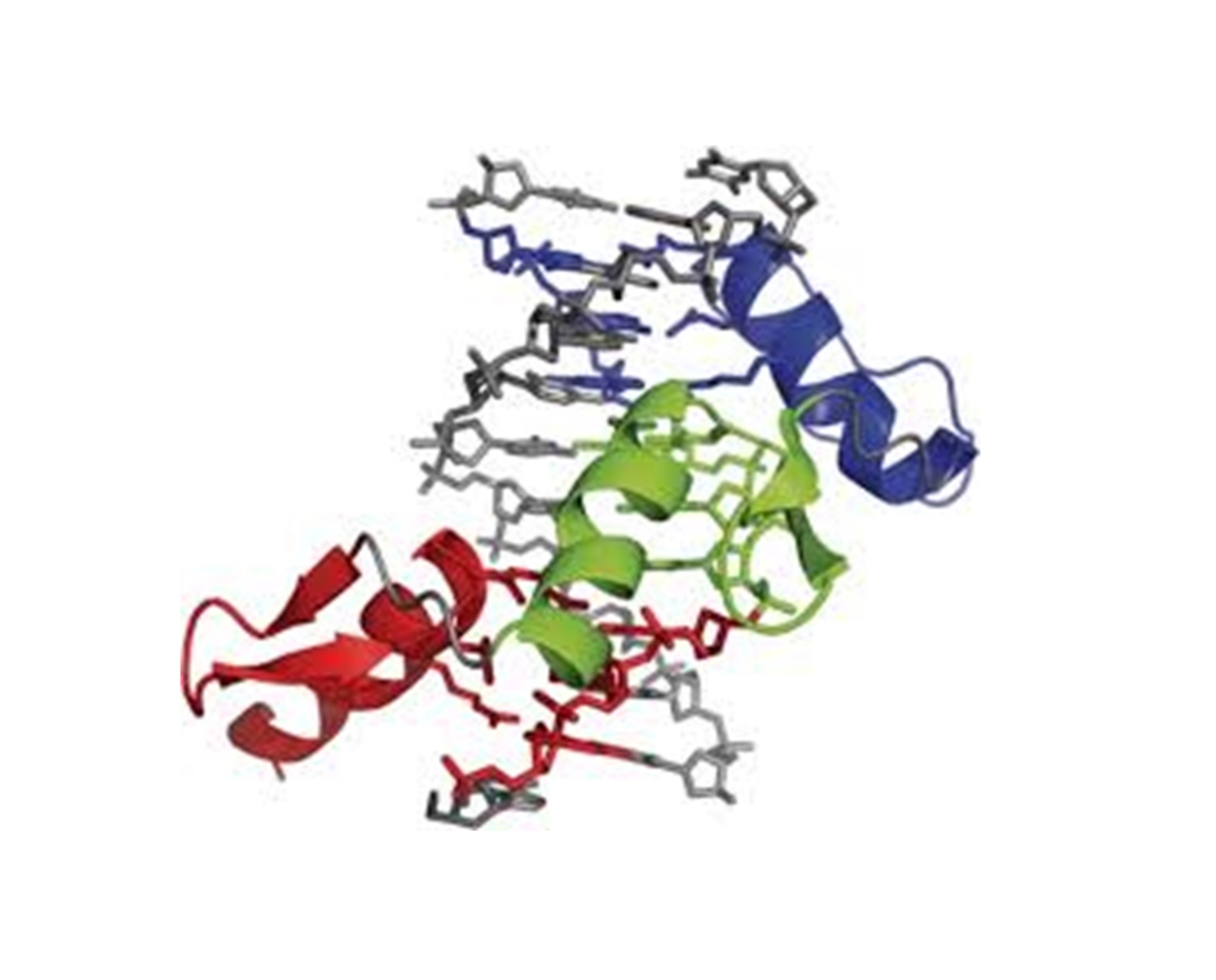 Struktur eines Zink Finger Proteins in Komlex mit DNA
